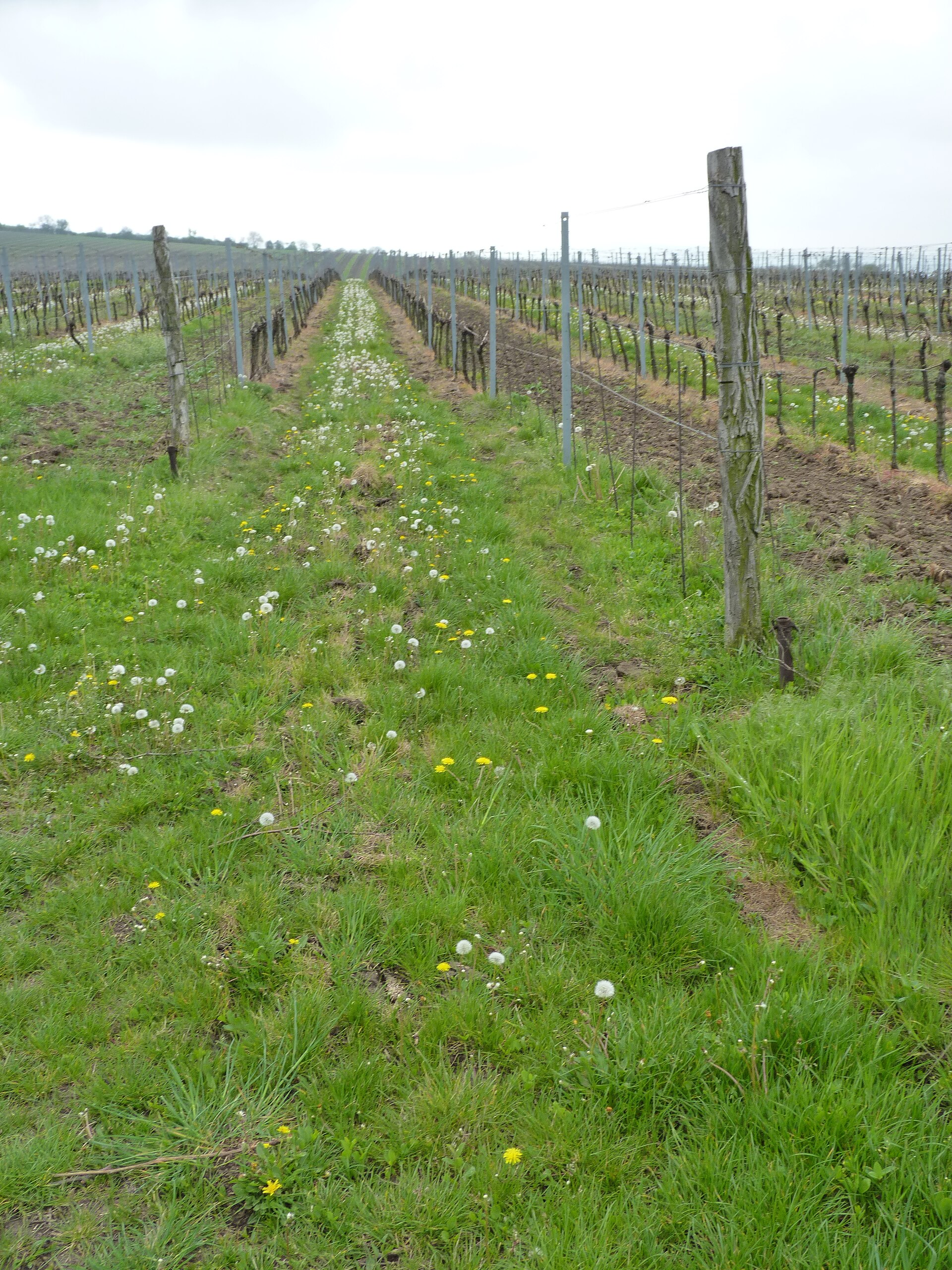 Vineyards in Pálava between Mikulov and Klentnice