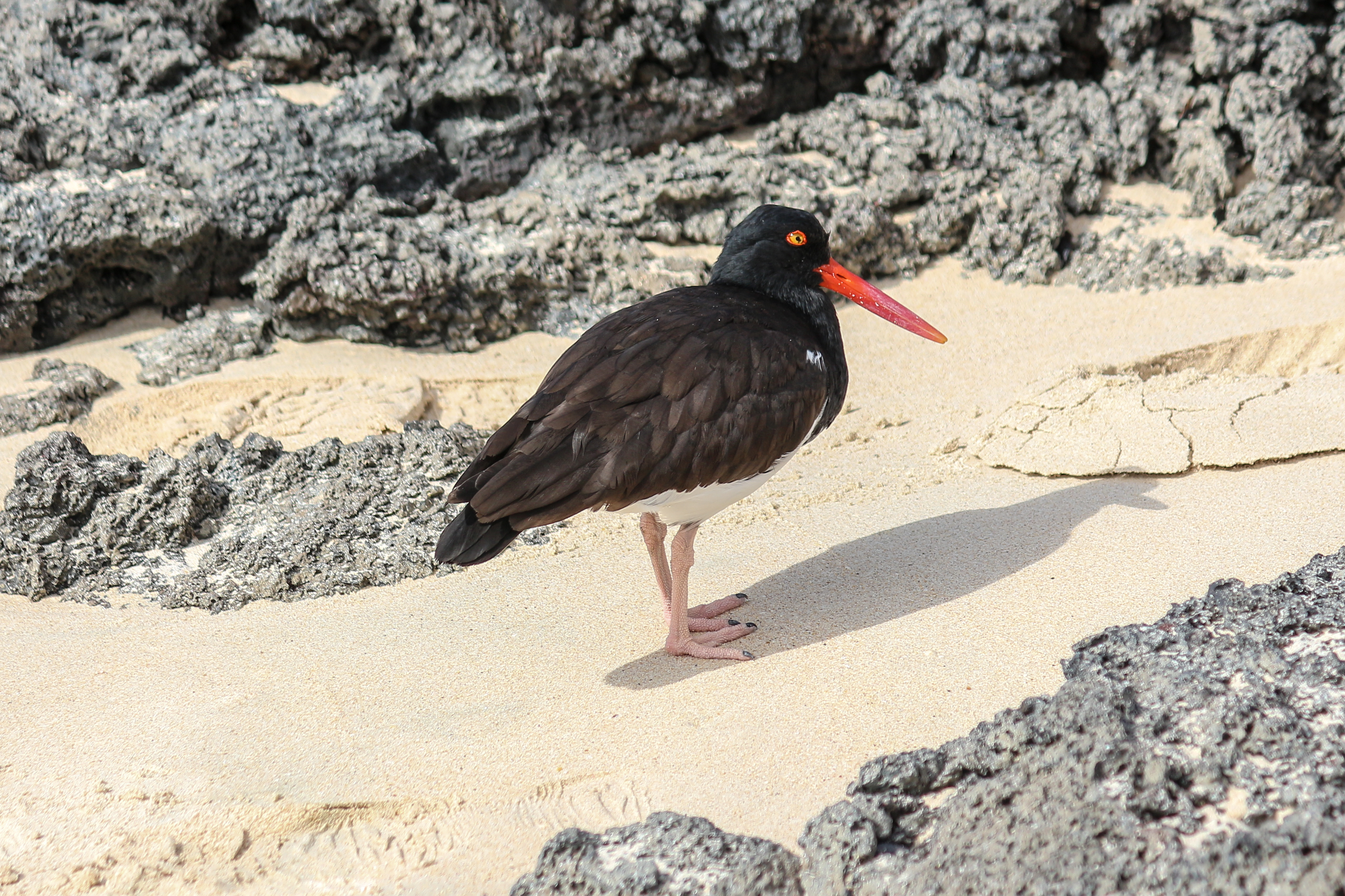 Galapagos Islands