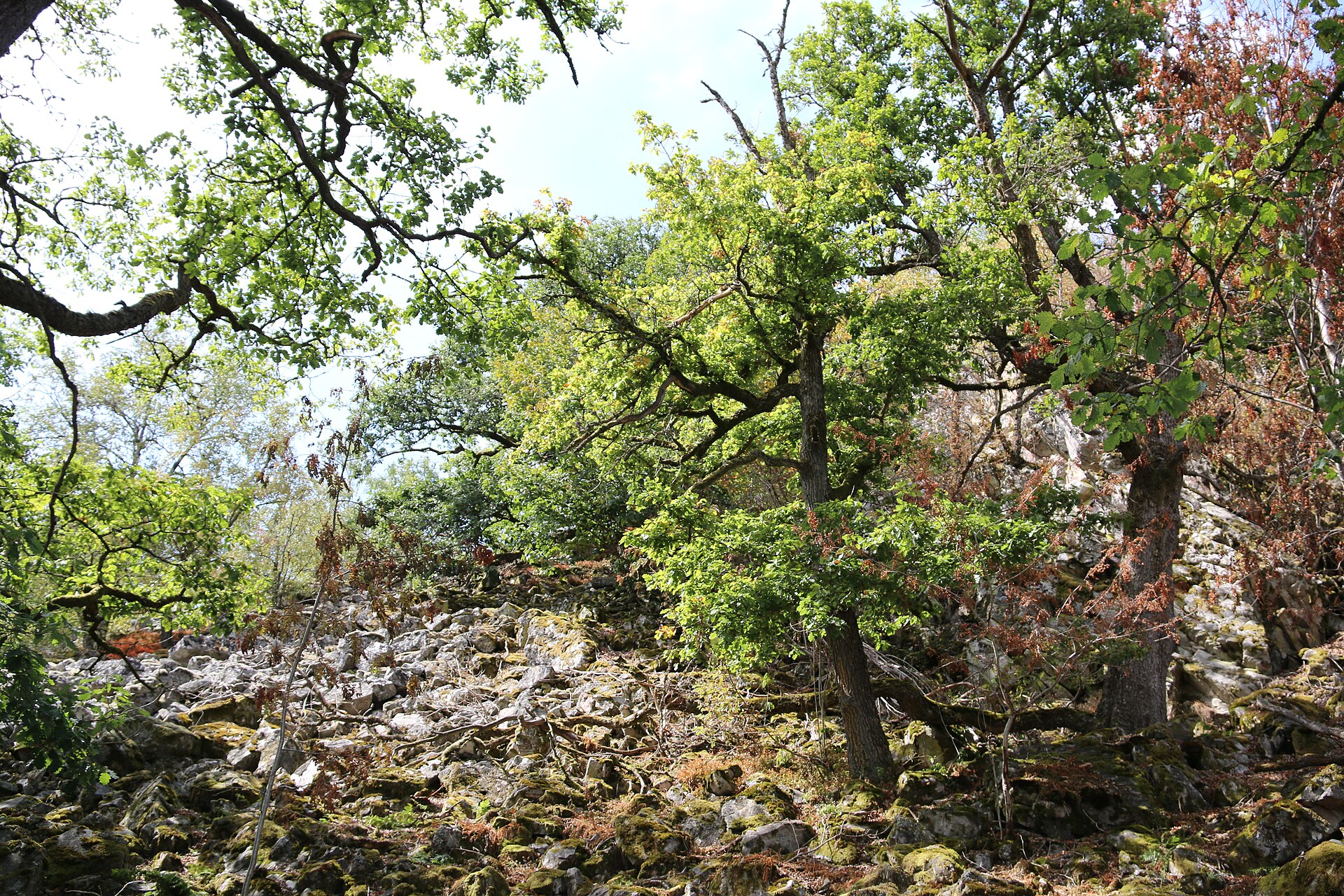 View of the Hunsrück: long-distance trails, woodland valleys and suspension bridges