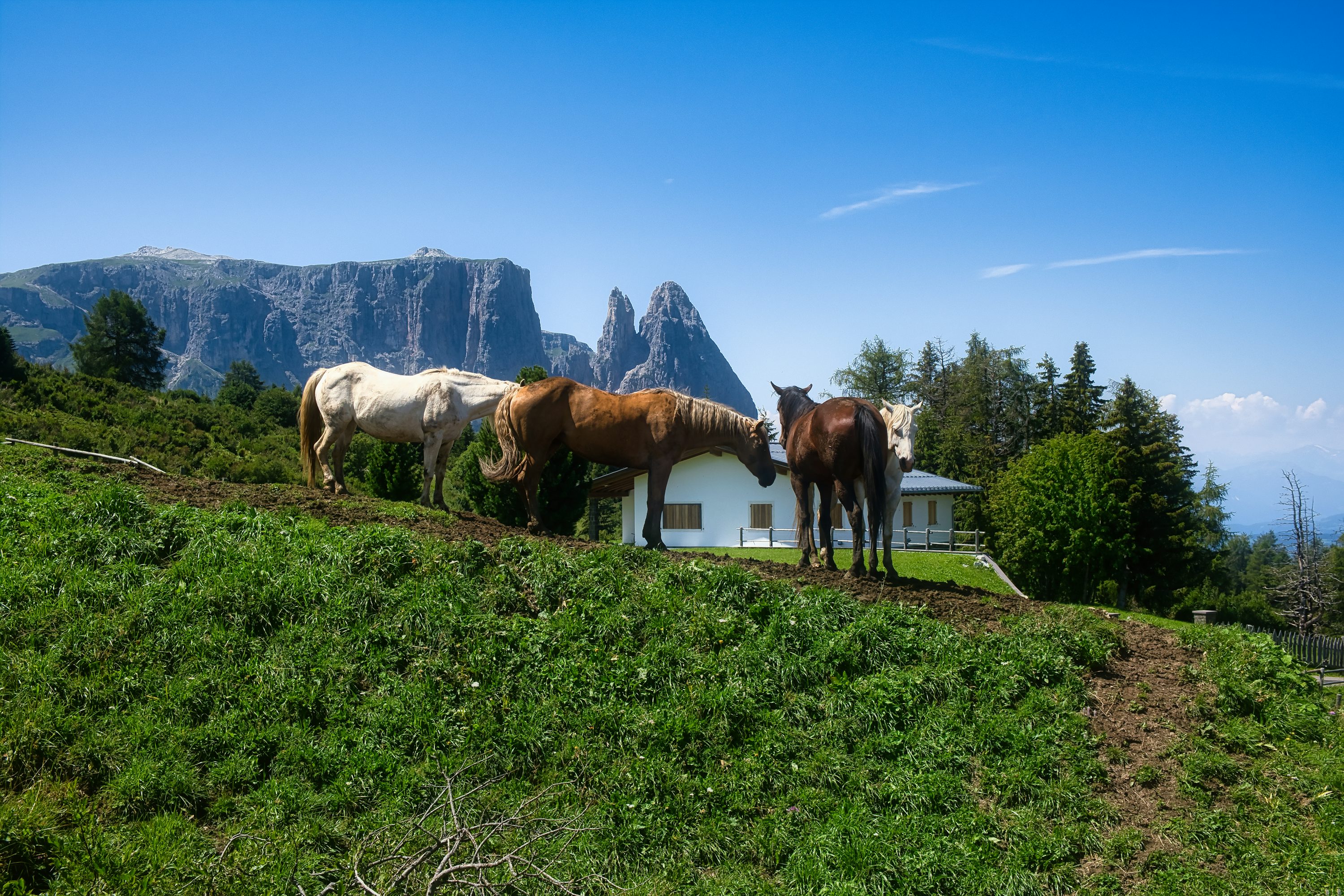 Almwiesen der Seiser Alm
