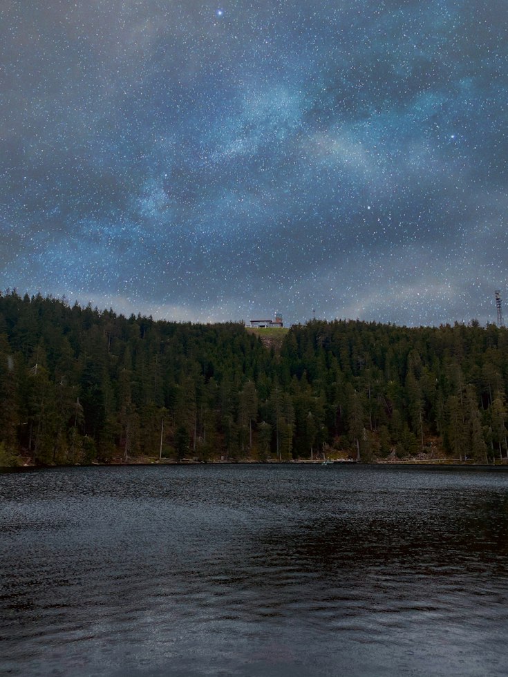 Waldufer im Hochschwarzwald
