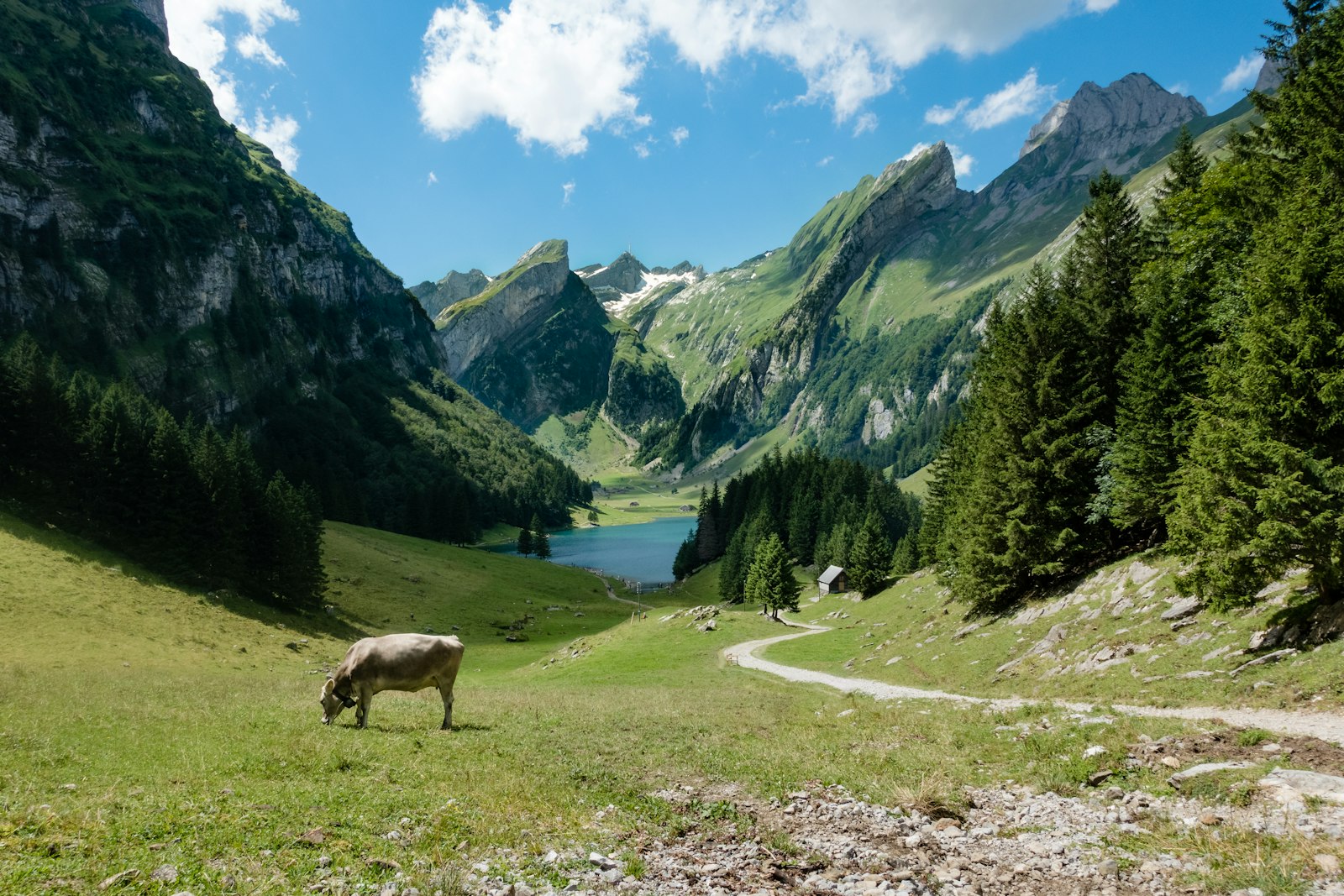 Sommerweide im Engadin