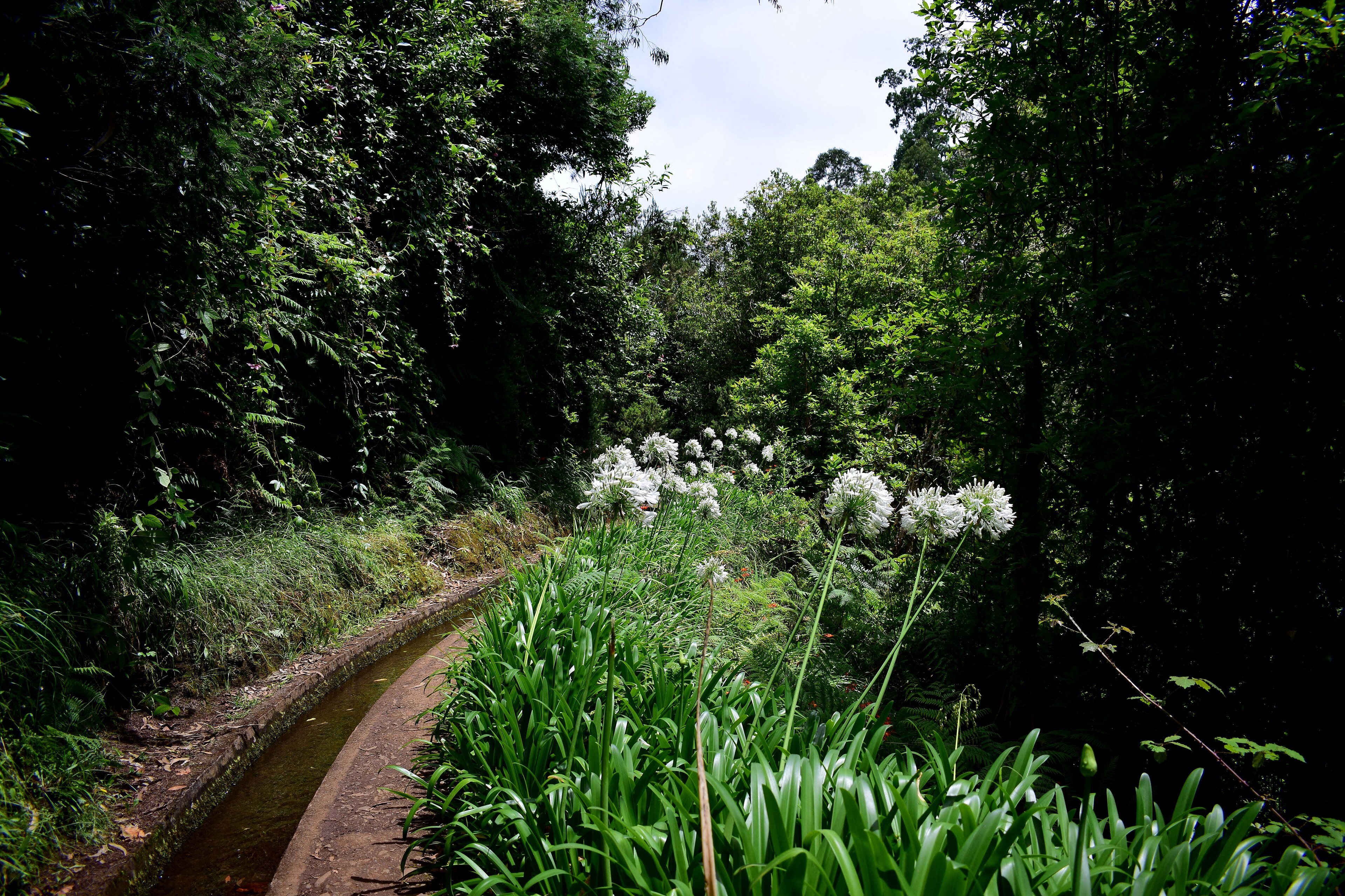 Levada walking trail on Madeira