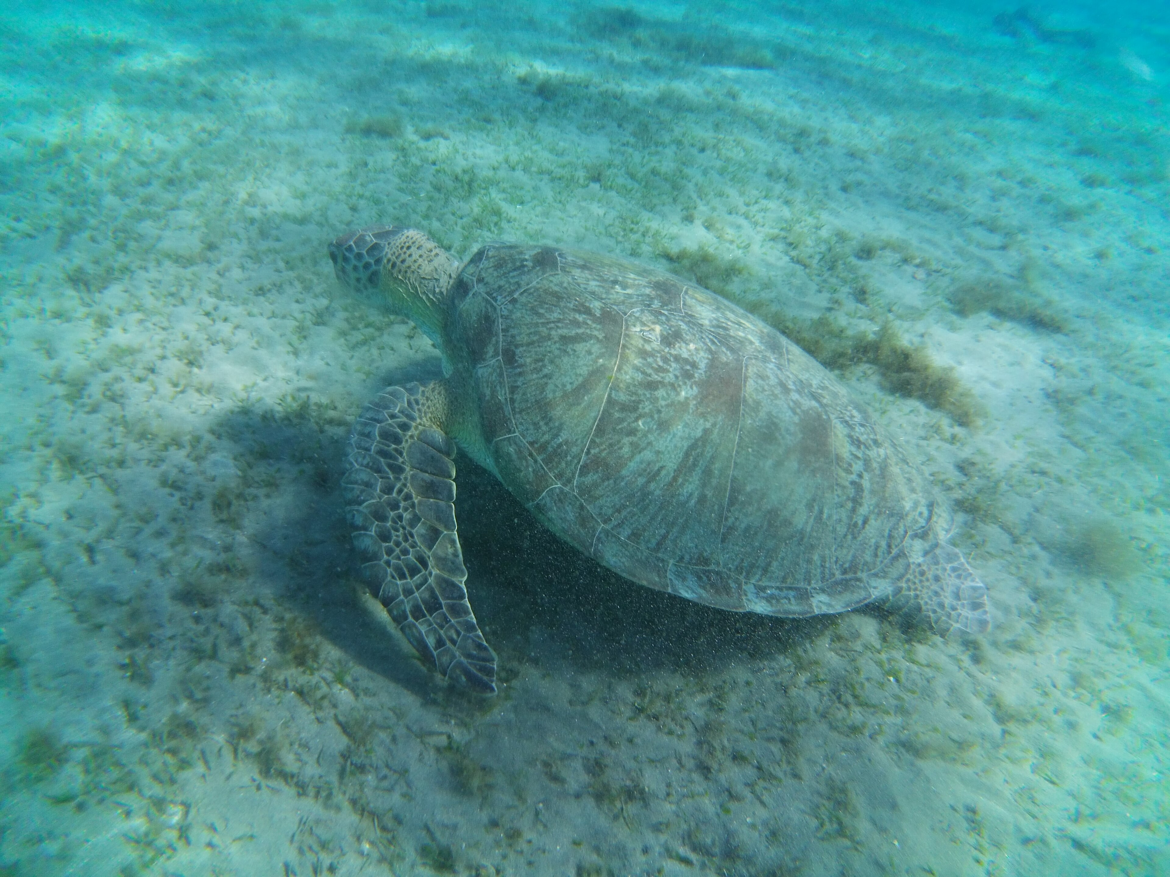 El Quseir Egypt coast