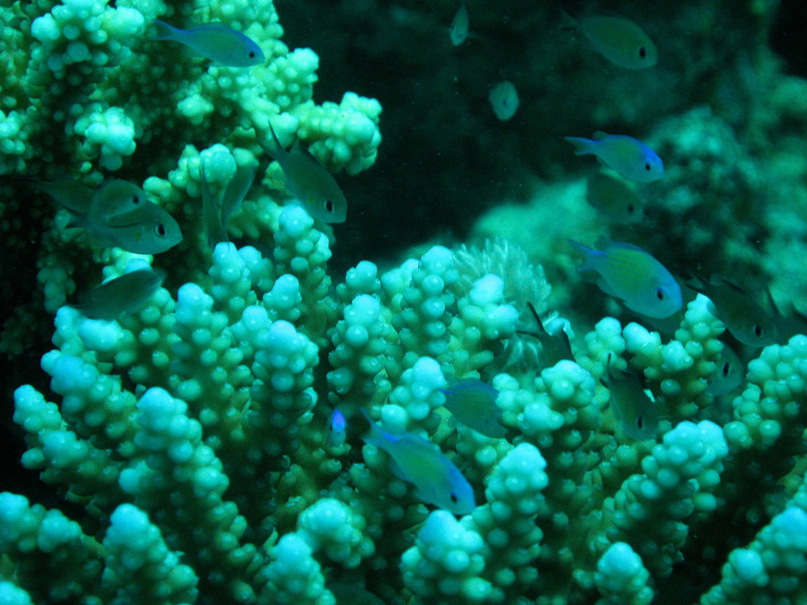 Marsa Alam Red Sea coral