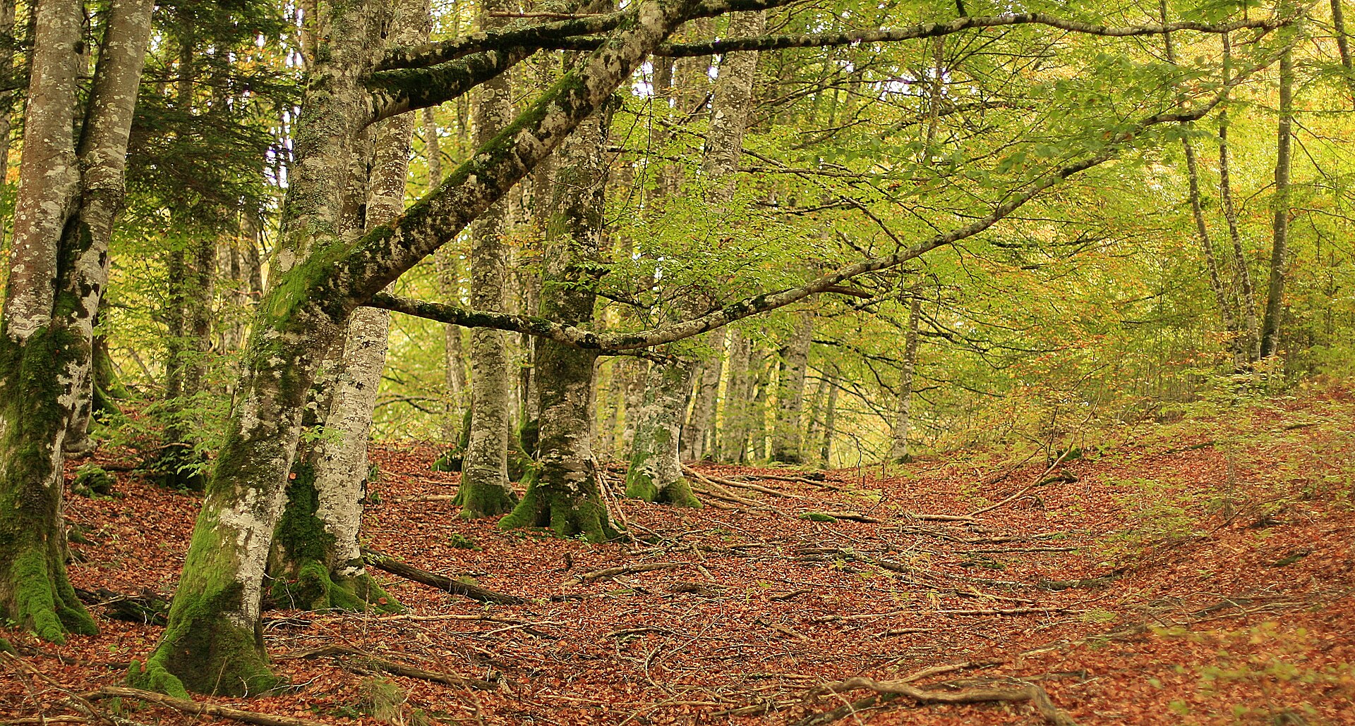 Wald in der Selva de Irati