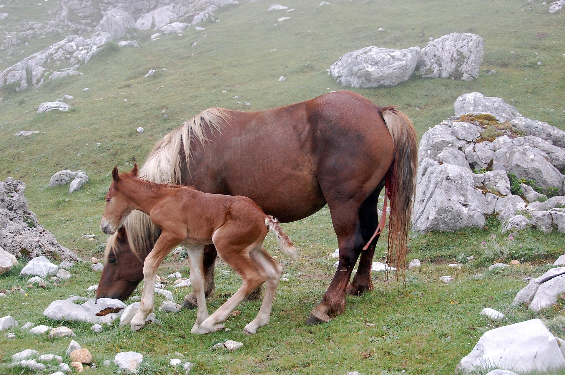 Kalkgipfel der Picos de Europa
